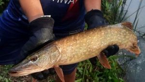 Northern Pike