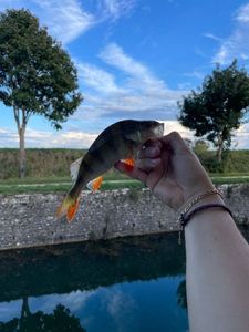 European Perch