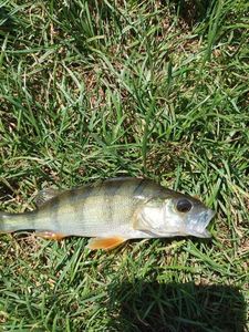 European Perch