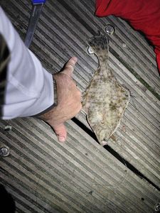 European Flounder