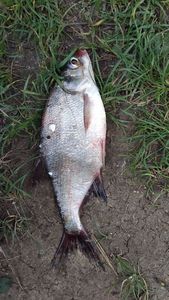 Common Bream