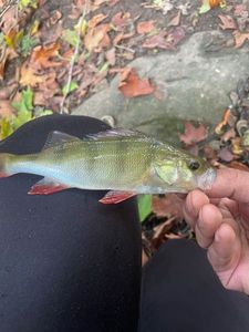 European Perch