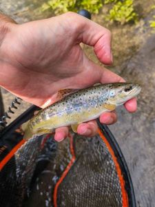 Brown Trout