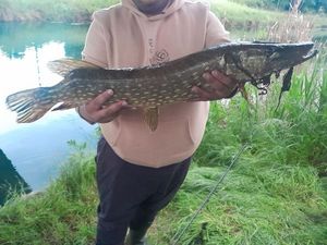 Northern Pike