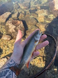 Brook Trout