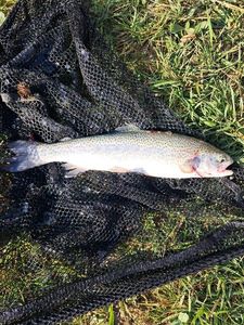 Rainbow Trout