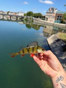 European Perch