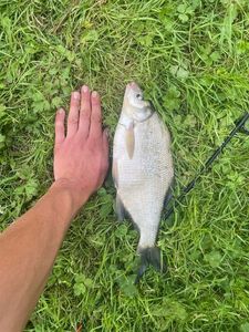 Common Bream
