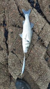 European Bass (Seabass)
