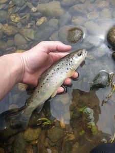 Brown Trout