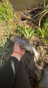 Rainbow Trout