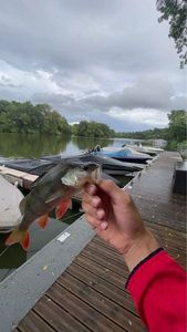 European Perch