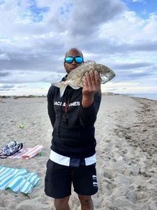 Gilthead Seabream