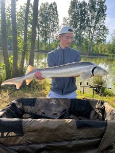 Sturgeon