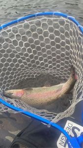 Rainbow Trout