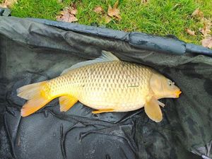 Common Carp
