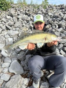 Zander