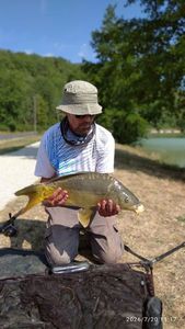 Mirror Carp