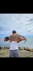 African Red Snapper