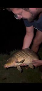 Common Carp