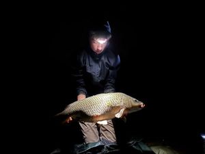 Common Carp