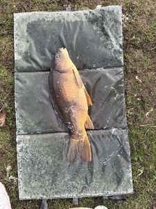 Leather Carp