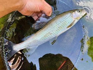 Grayling