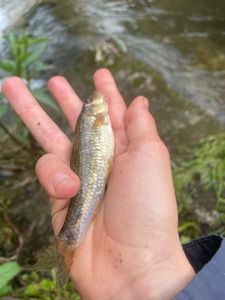 Gudgeon