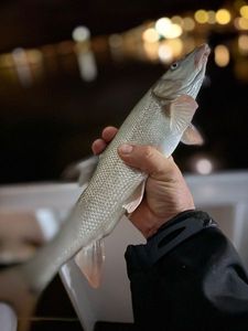 Barbel