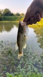 Largemouth Bass