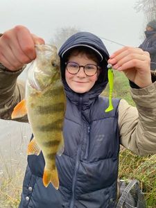 European Perch