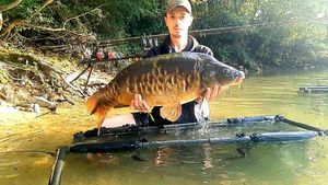 Mirror Carp