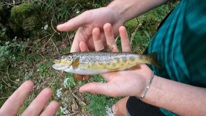 Brown Trout