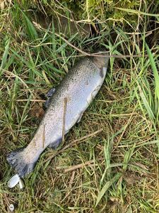 Rainbow Trout