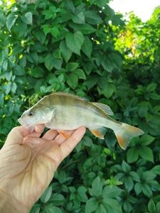 European Perch