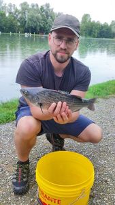 European Bass (Seabass)