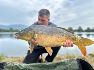 Mirror Carp