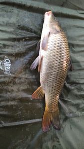 Common Carp