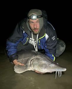 Sturgeon