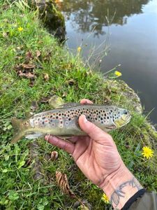 Brown Trout