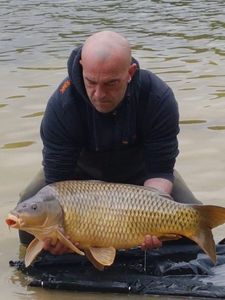Common Carp