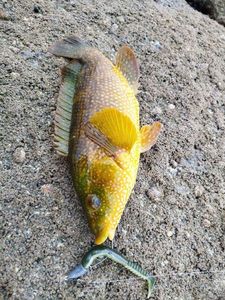 Ballan Wrasse