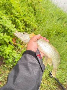 Northern Pike