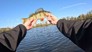 European Perch
