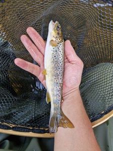 Brown Trout