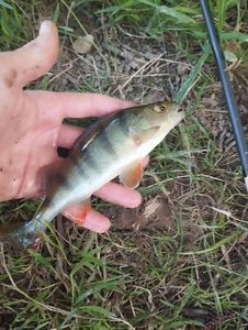European Perch