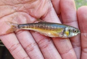 Common Minnow