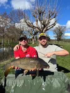 Common Carp
