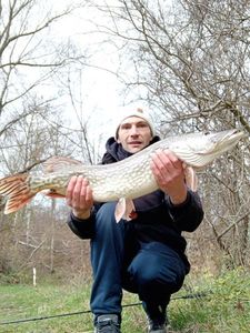 Northern Pike