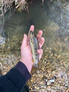 Brown Trout